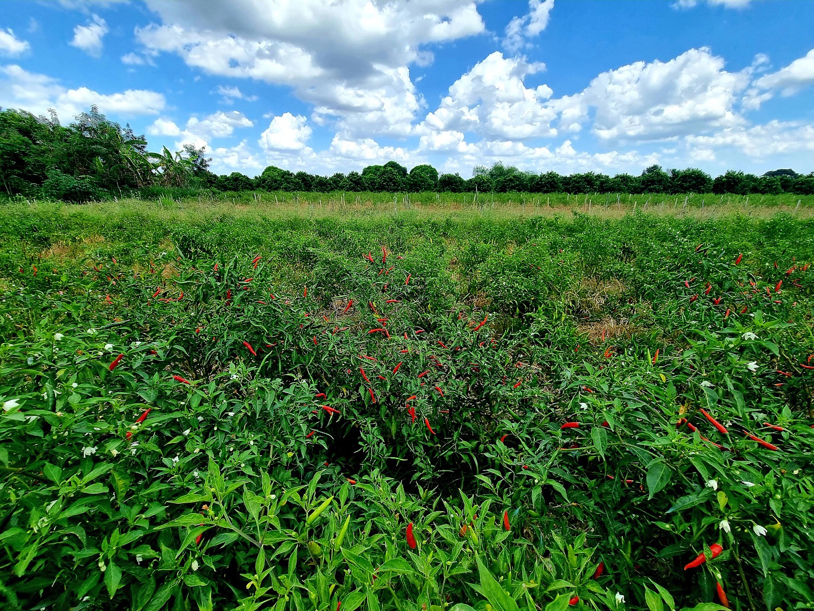 Red chili pepper farm ready for harvest